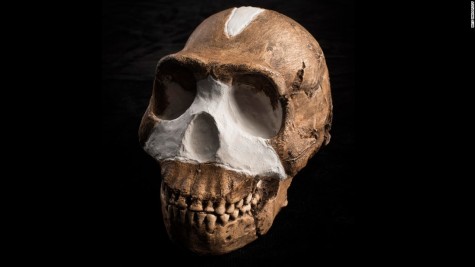 New Species Discovered: Homo naledi